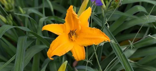 Taglilie