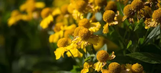 Sonnenbraut
