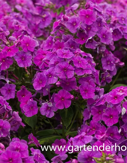 Hohe Garten-Flammenblume 'Purple Flame'®