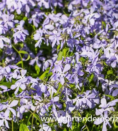 Phlox divaricata ssp.laphamii