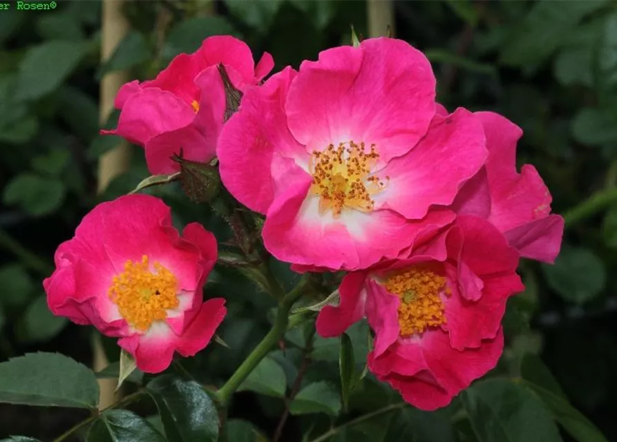 Kletterrose 'American Pillar'