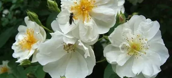 Kletterrose 'Bobby James'