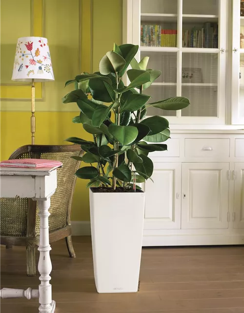 LECHUZA CUBICO Color 30 