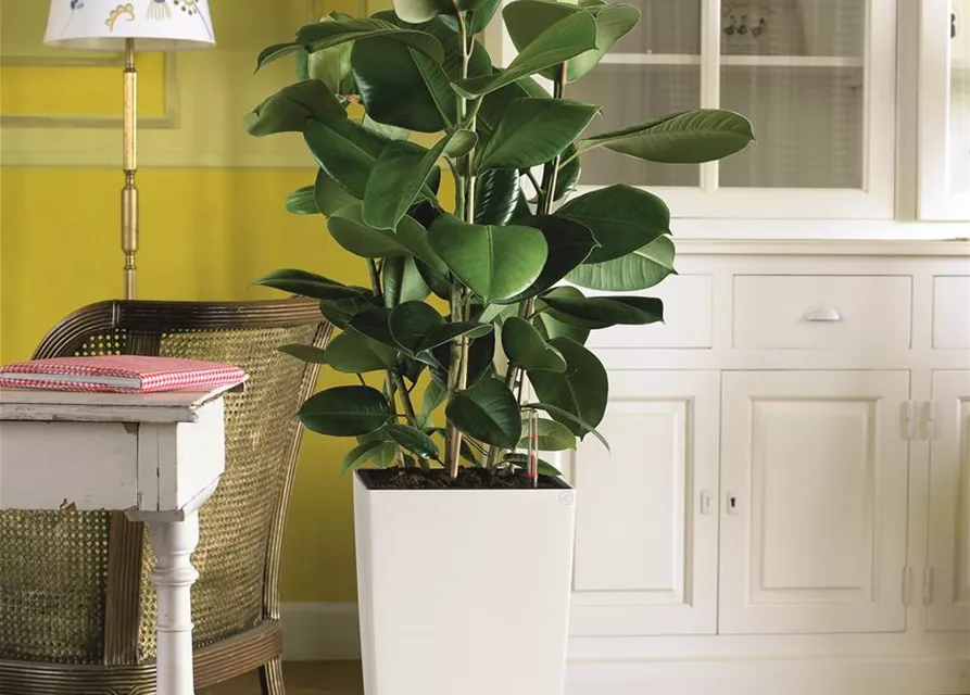 LECHUZA CUBICO Color 30 