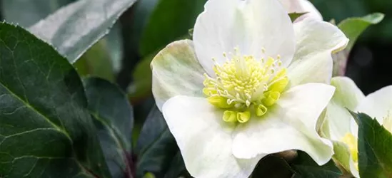 Christrose 'HGC Shooting Star'®