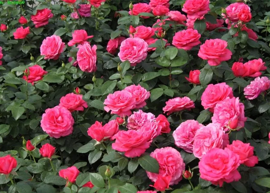 Edelrose 'Cherry Lady'®