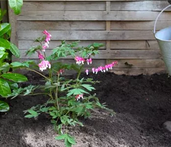 Tränendes Herz - Einpflanzen im Garten