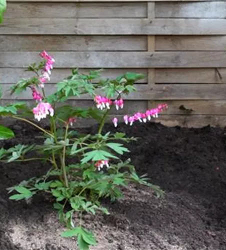 Tränendes Herz - Einpflanzen im Garten