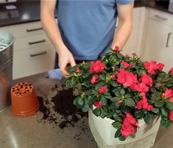 Azalee - Einpflanzen in ein Gefäß
