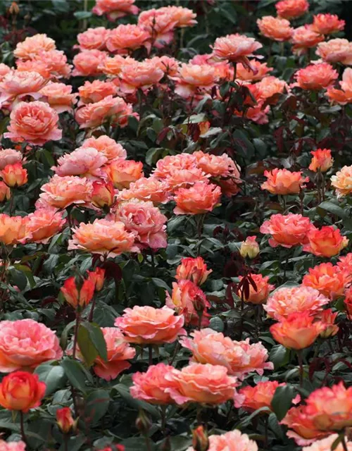 Edelrose 'Fairest Cape'