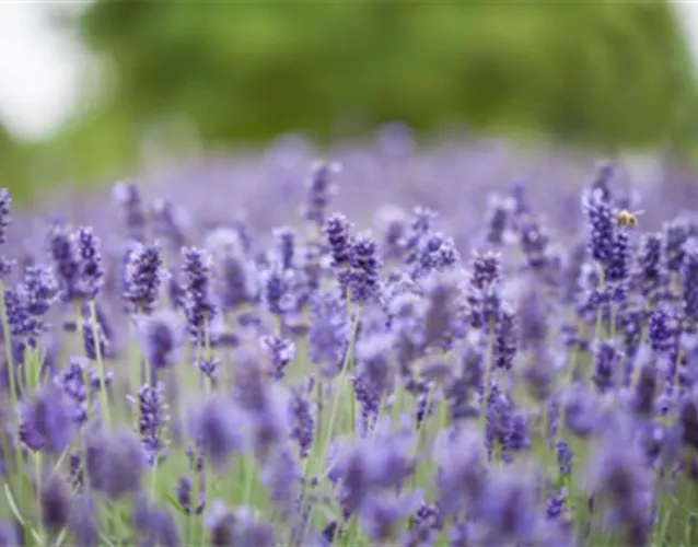 LAVENDEL