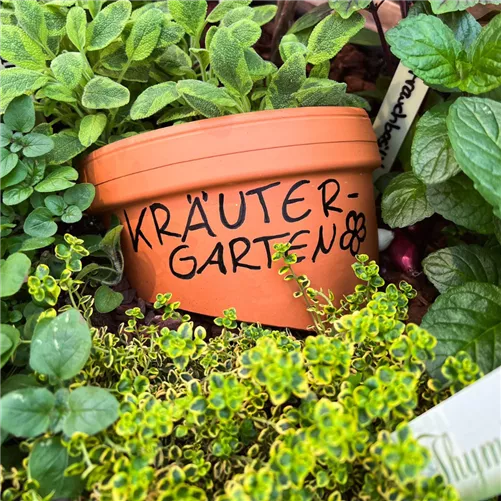 Treffpunkt Gartenwissen: Kräutergenuss – lecker und dekorativ
