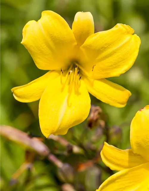 Taglilie