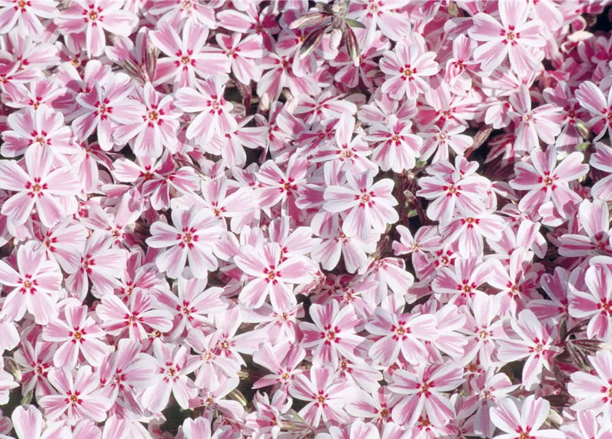 Polster-Flammenblume