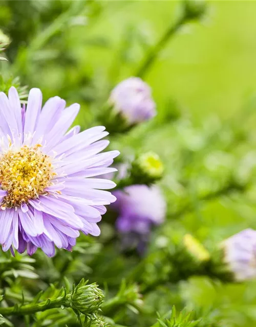 Kissen-Aster
