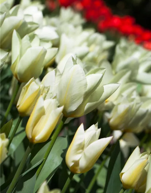 10 Blumenzwiebel - Garten-Tulpe 'Purissima'