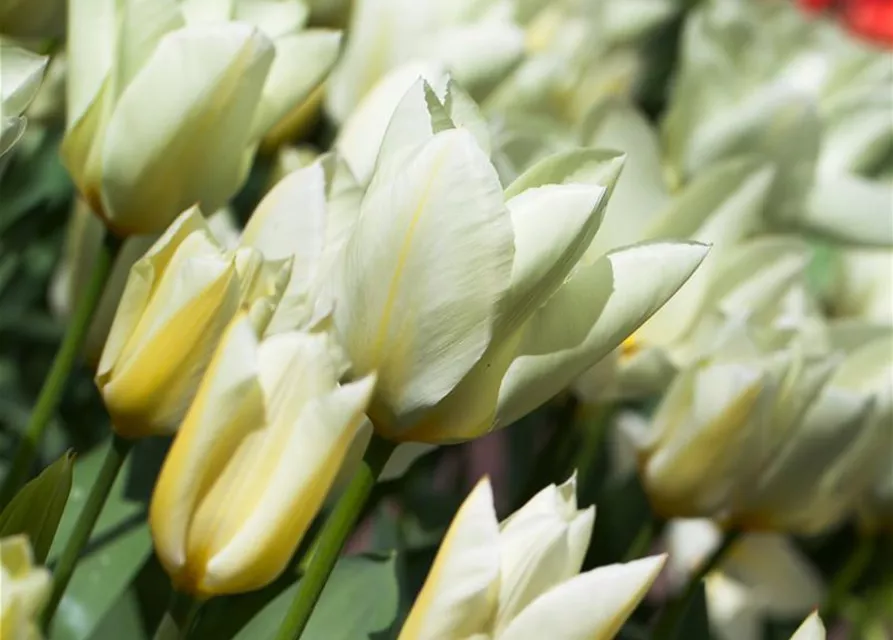 10 Blumenzwiebel - Garten-Tulpe 'Purissima'