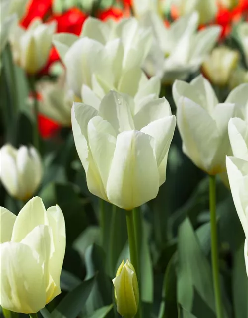 10 Blumenzwiebel - Garten-Tulpe 'Purissima'