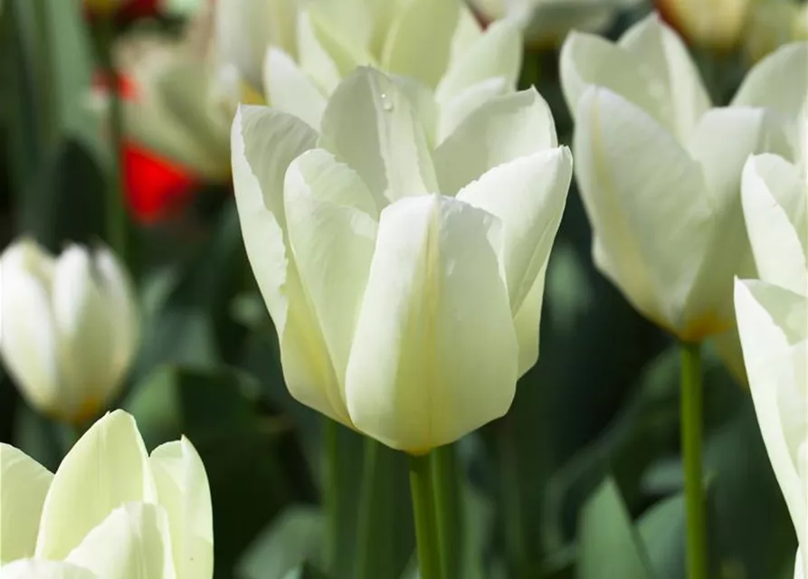 10 Blumenzwiebel - Garten-Tulpe 'Purissima'