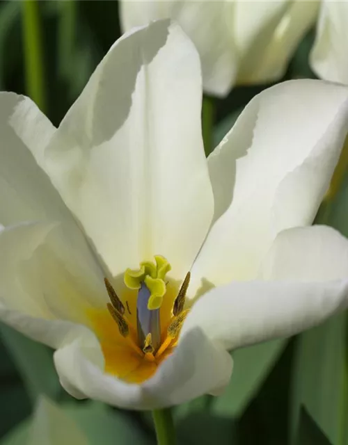 10 Blumenzwiebel - Garten-Tulpe 'Purissima'