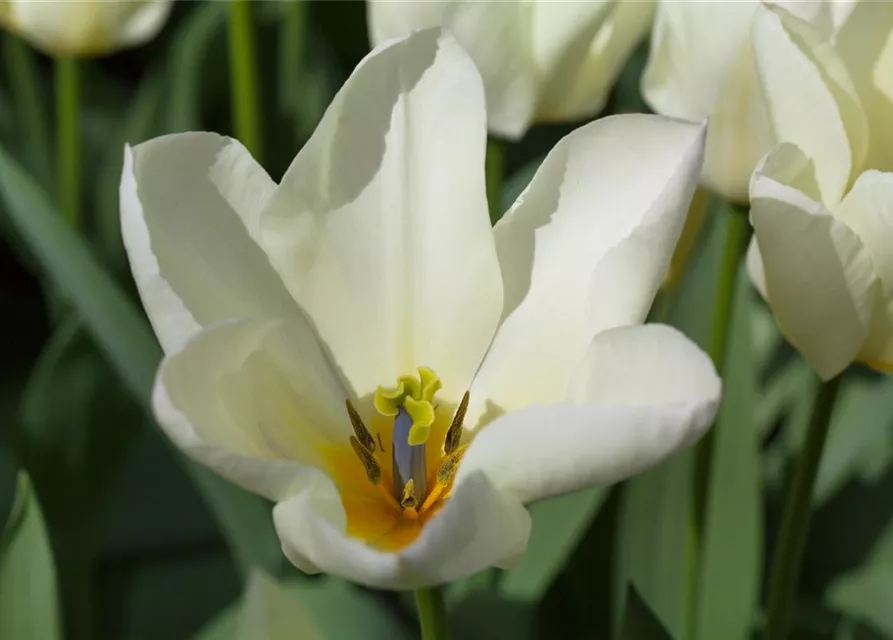 10 Blumenzwiebel - Garten-Tulpe 'Purissima'