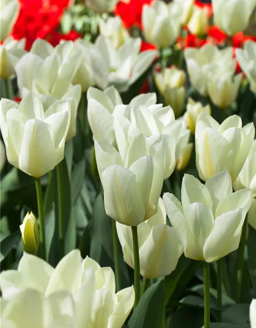 10 Blumenzwiebel - Garten-Tulpe 'Purissima'