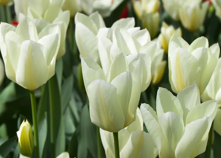 10 Blumenzwiebel - Garten-Tulpe 'Purissima'