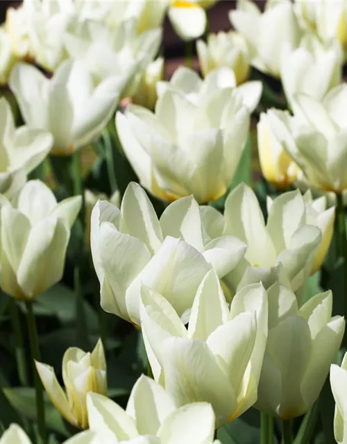 10 Blumenzwiebel - Garten-Tulpe 'Purissima'