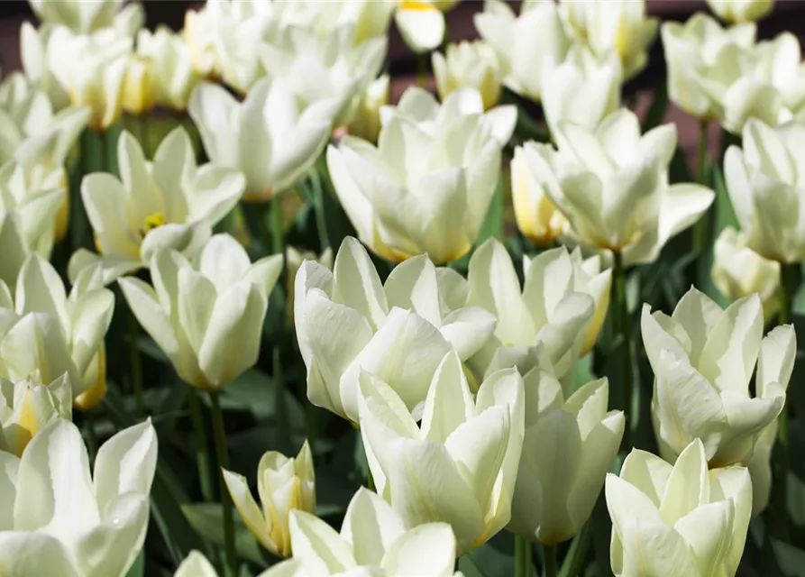 10 Blumenzwiebel - Garten-Tulpe 'Purissima'