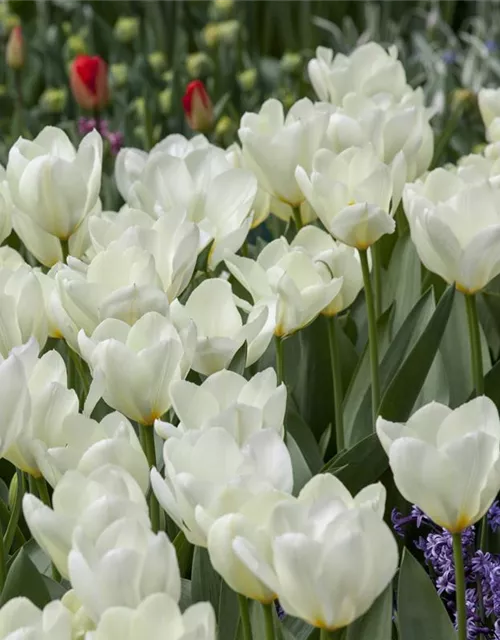 10 Blumenzwiebel - Garten-Tulpe 'Purissima'