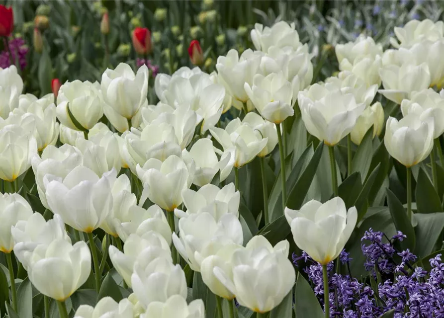 10 Blumenzwiebel - Garten-Tulpe 'Purissima'