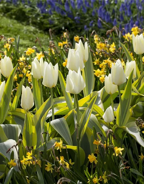 10 Blumenzwiebel - Garten-Tulpe 'Purissima'
