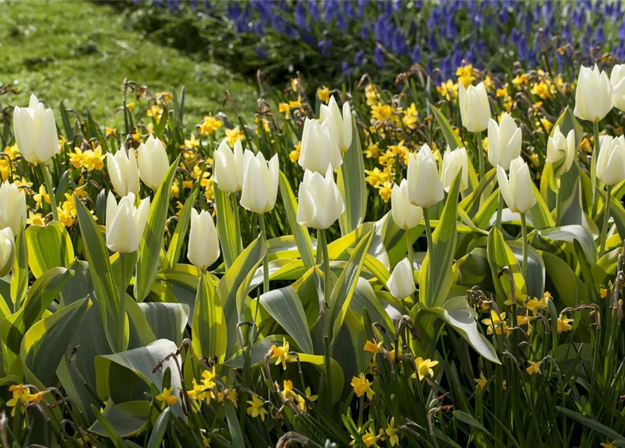 10 Blumenzwiebel - Garten-Tulpe 'Purissima'
