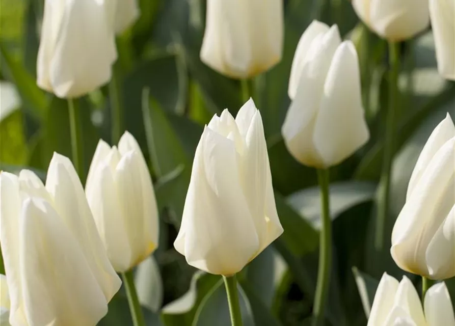 10 Blumenzwiebel - Garten-Tulpe 'Purissima'