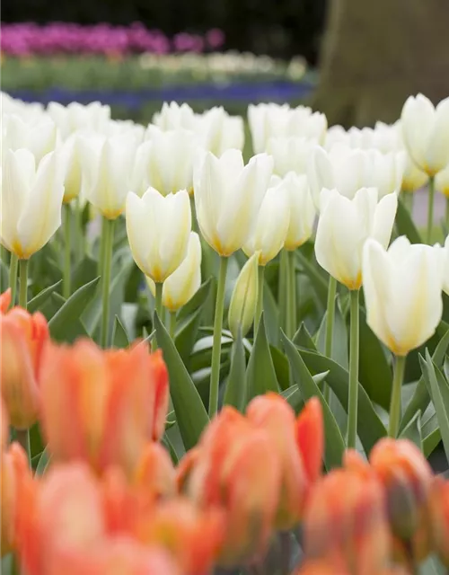 10 Blumenzwiebel - Garten-Tulpe 'Purissima'