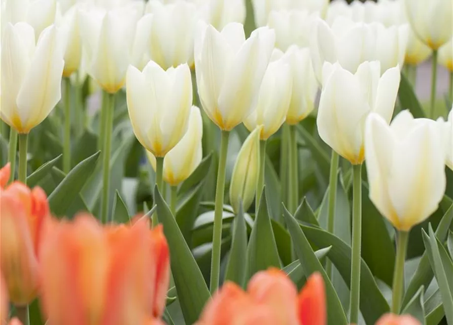 10 Blumenzwiebel - Garten-Tulpe 'Purissima'