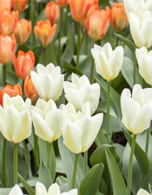 10 Blumenzwiebel - Garten-Tulpe 'Purissima'