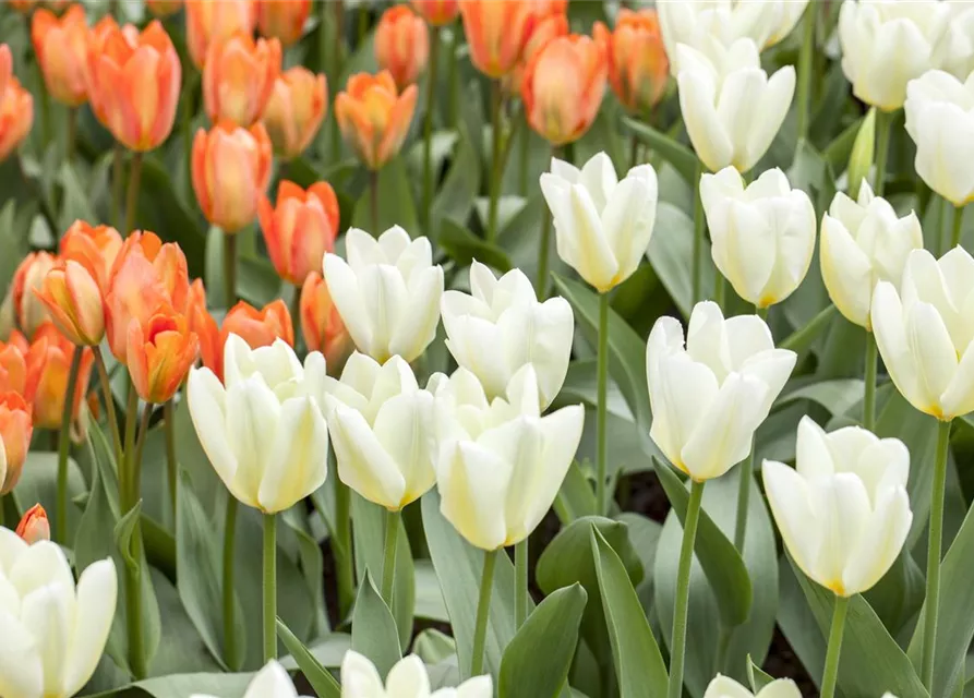 10 Blumenzwiebel - Garten-Tulpe 'Purissima'