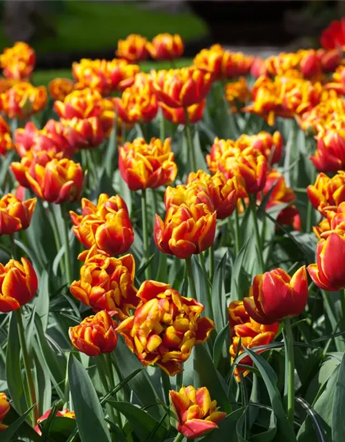10 Blumenzwiebel - Gefüllte frühe Tulpe 'Monsella'