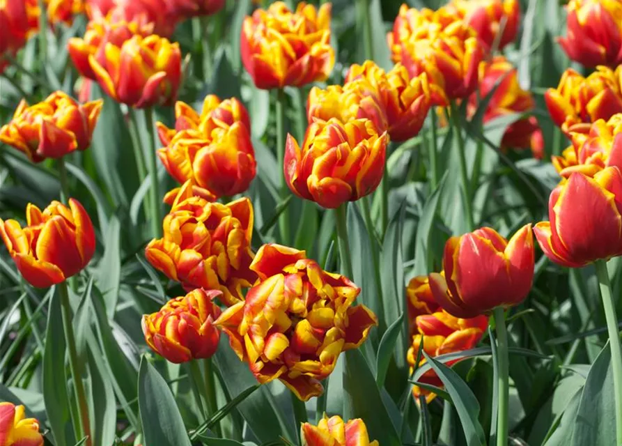 10 Blumenzwiebel - Gefüllte frühe Tulpe 'Monsella'