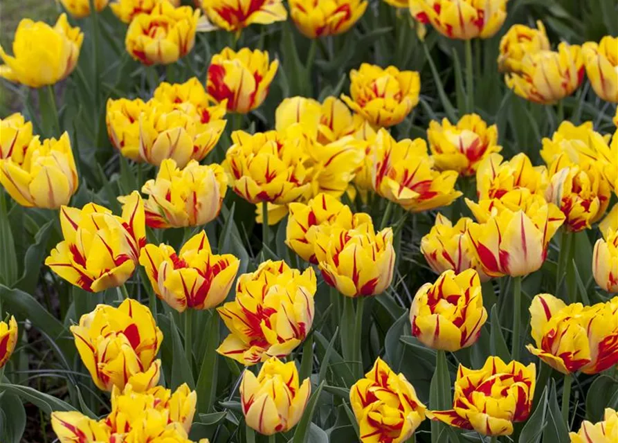 10 Blumenzwiebel - Gefüllte frühe Tulpe 'Monsella'