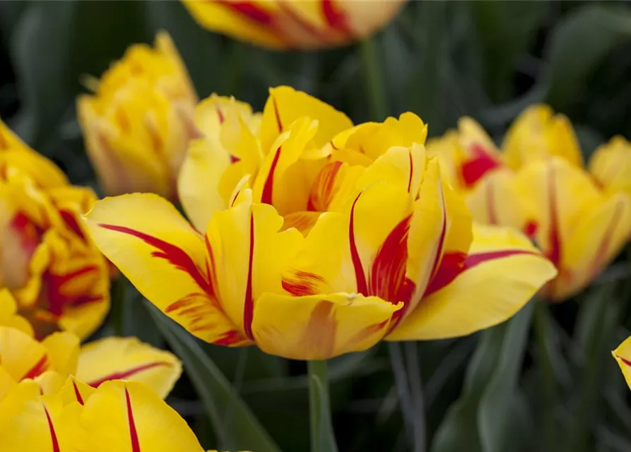 10 Blumenzwiebel - Gefüllte frühe Tulpe 'Monsella'