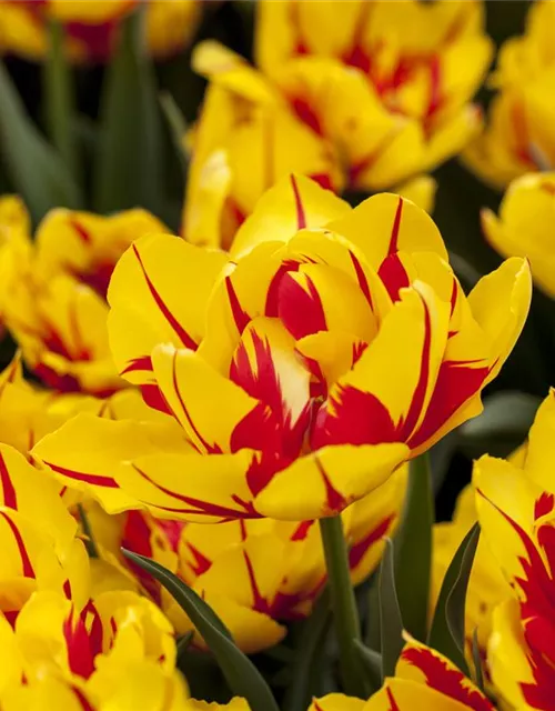 10 Blumenzwiebel - Gefüllte frühe Tulpe 'Monsella'
