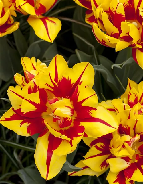 10 Blumenzwiebel - Gefüllte frühe Tulpe 'Monsella'