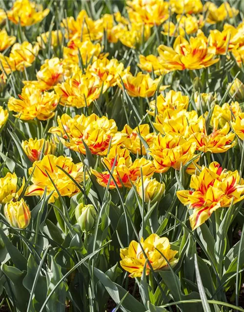 10 Blumenzwiebel - Gefüllte frühe Tulpe 'Monsella'