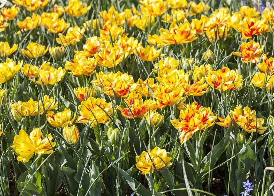 10 Blumenzwiebel - Gefüllte frühe Tulpe 'Monsella'