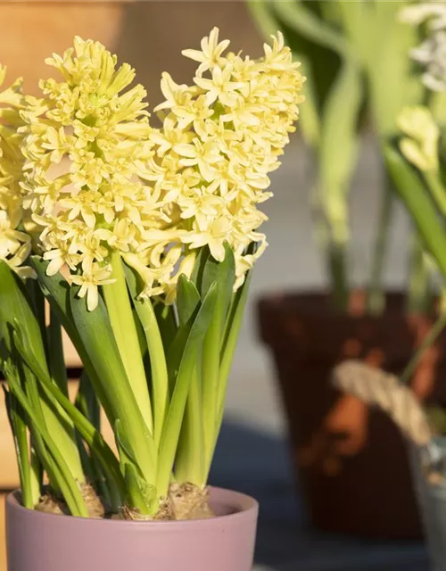 10 Blumenzwiebel - Hyazinthe 'Gipsy Princess'