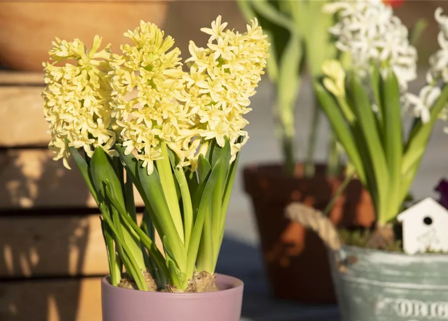 10 Blumenzwiebel - Hyazinthe 'Gipsy Princess'