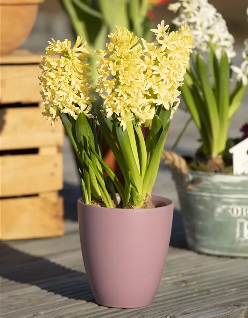 10 Blumenzwiebel - Hyazinthe 'Gipsy Princess'