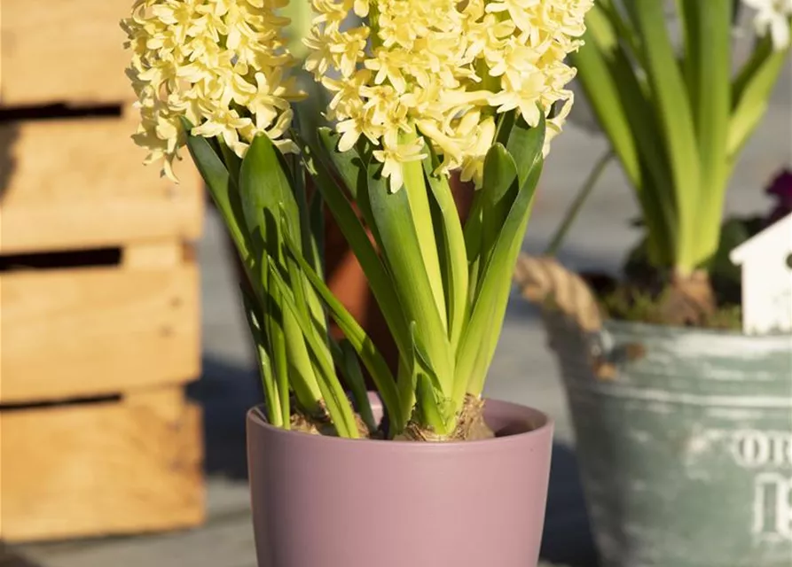 10 Blumenzwiebel - Hyazinthe 'Gipsy Princess'